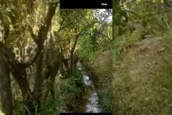 باغ میوه وانگور دارای دیواربلوکی وسندتک برگ - تصویر 2