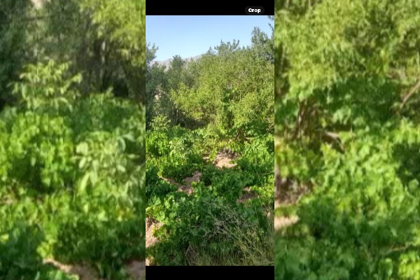 باغ میوه وانگور دارای دیواربلوکی وسندتک برگ - تصویر 3
