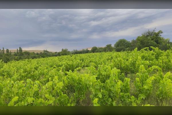فروش باغ انگور در روستای ارجق ۶۰۰۰ متر - تصویر 1