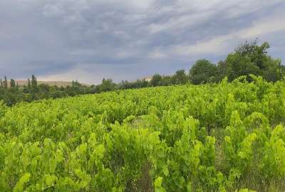 فروش باغ انگور در روستای ارجق ۶۰۰۰ متر