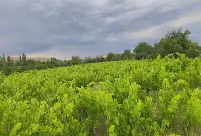فروش باغ انگور در روستای ارجق ۶۰۰۰ متر