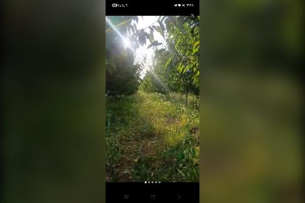 باغ زمین رزجرد قزوین ۱۰۰۰ متر - تصویر 1