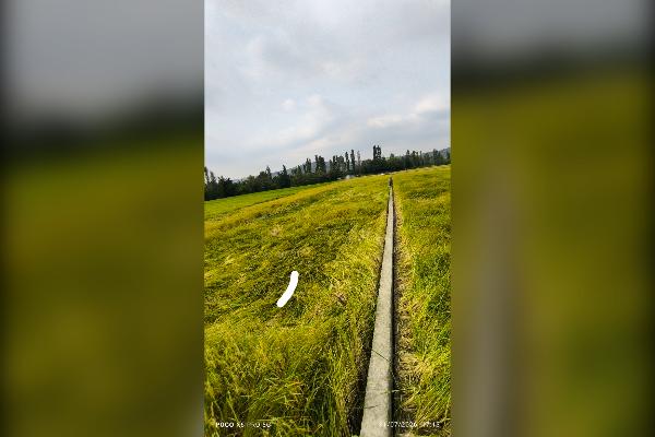 زمین فروشی آبی قاعمشهر جاده نظامی روستا بورخیل - تصویر 1