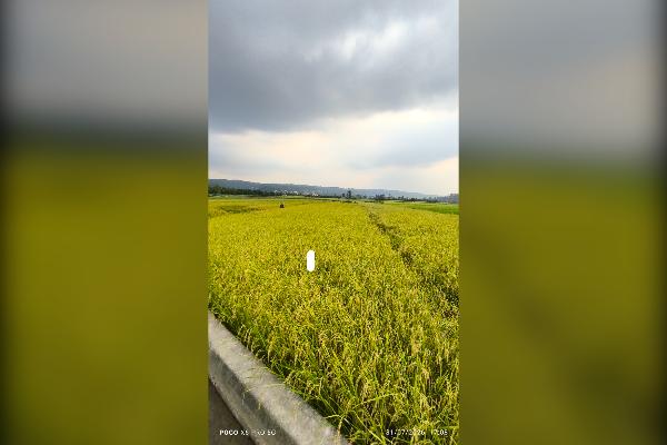 زمین فروشی آبی قاعمشهر جاده نظامی روستا بورخیل - تصویر 3