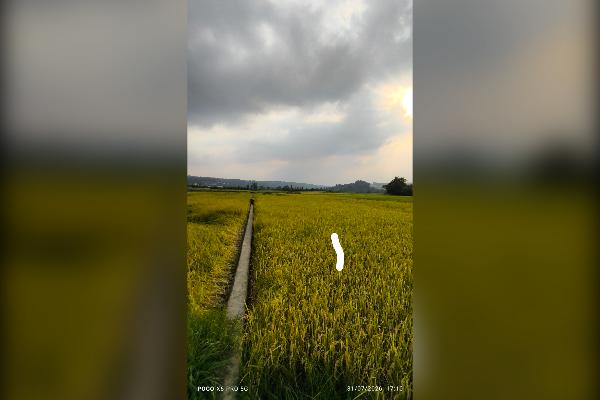 زمین فروشی آبی قاعمشهر جاده نظامی روستا بورخیل - تصویر 4