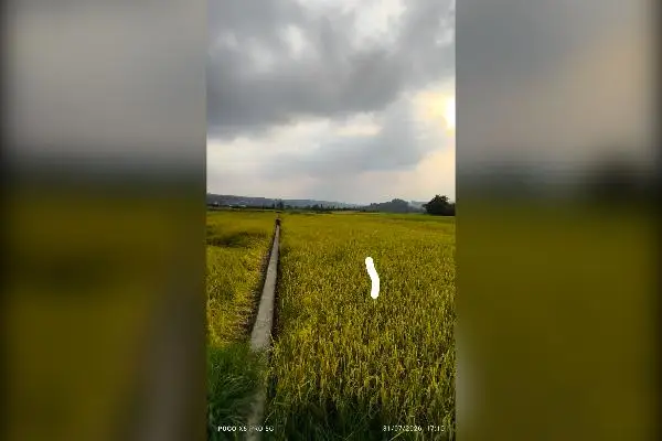 زمین فروشی آبی قاعمشهر جاده نظامی روستا بورخیل - تصویر 4