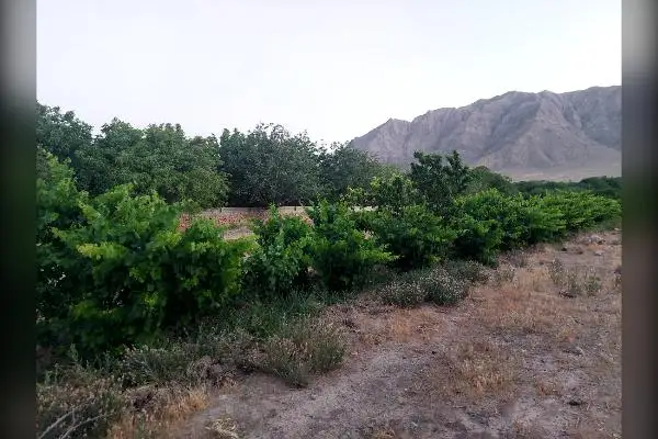 فروش باغ ۱۵۰۰۰ متر با قابلیت تبدیل به طرح های مختلف - تصویر 2