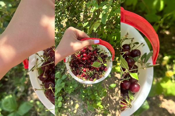 فروش باغ در روستای ده آقا بالاتر از نشوه - تصویر 3