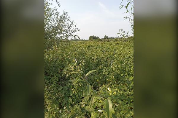زمین کشاورزی ۳۰۰۰ متر کلارآباد - تصویر 2