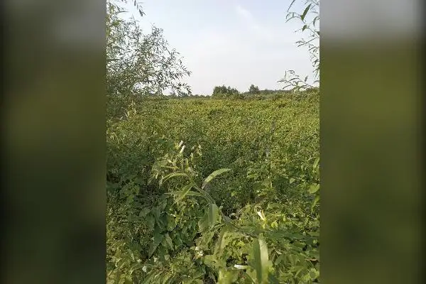 زمین کشاورزی ۳۰۰۰ متر کلارآباد - تصویر 2