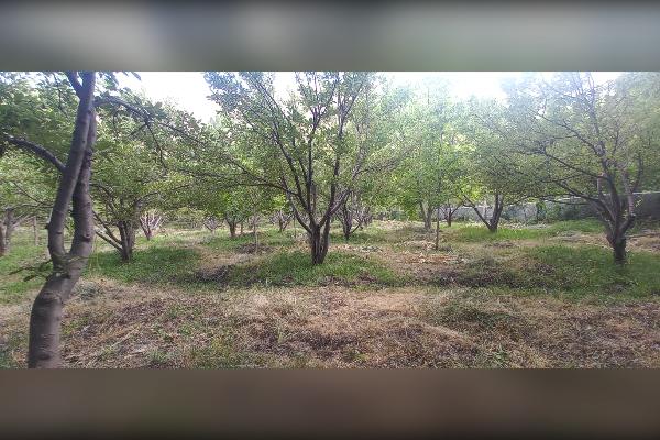 باغ سیب و گردو روستای دهنار منطقه ابرشیوه - تصویر 1