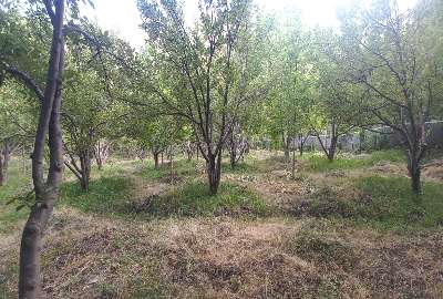 باغ سیب و گردو روستای دهنار منطقه ابرشیوه