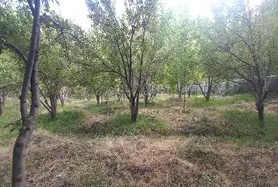 باغ سیب و گردو روستای دهنار منطقه ابرشیوه