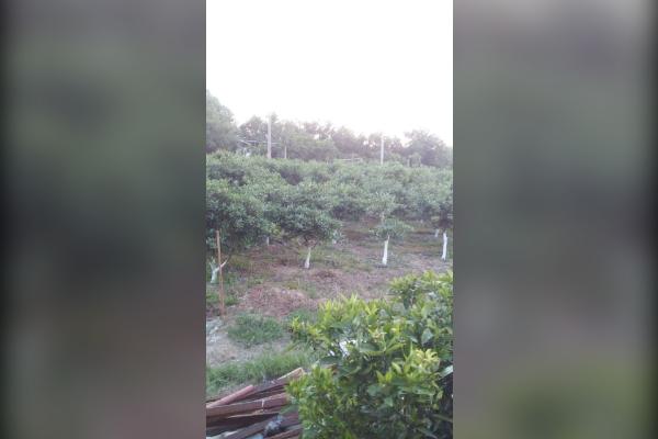 زمین کشاورزی جاده قادیکلای بزرگ روستای گل افشان - تصویر 2