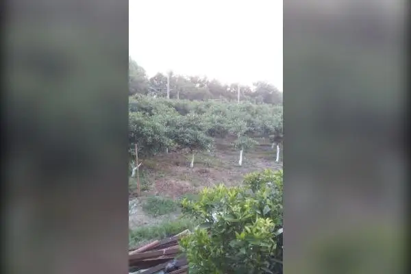 زمین کشاورزی جاده قادیکلای بزرگ روستای گل افشان - تصویر 2