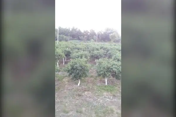زمین کشاورزی جاده قادیکلای بزرگ روستای گل افشان - تصویر 3