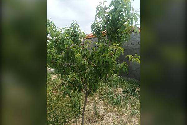 فروش باغ هزار متری در مشهد بعد از روستای مایان وخرق - تصویر 3