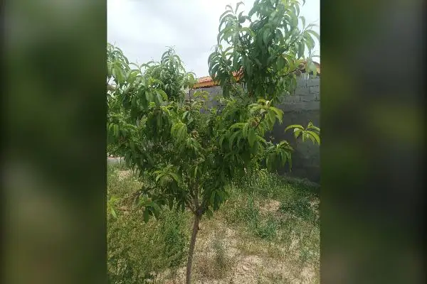 فروش باغ هزار متری در مشهد بعد از روستای مایان وخرق - تصویر 3