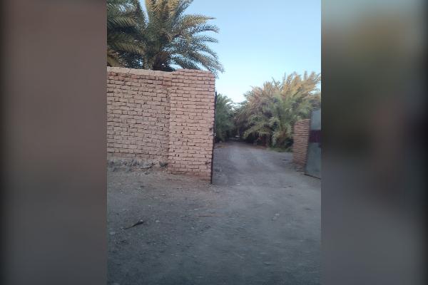 فروش باغ خرما ۴۰۰۰ متر بم روستای باغچمک - تصویر 1