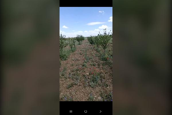 باغچه بادرخت میوه همدان شهرک پرواز ۵۵۰ متر - تصویر 1
