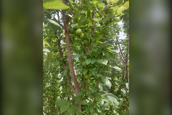 باغچه بادرخت میوه همدان شهرک پرواز ۵۵۰ متر - تصویر 4