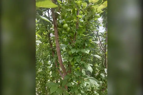 باغچه بادرخت میوه همدان شهرک پرواز ۵۵۰ متر - تصویر 4