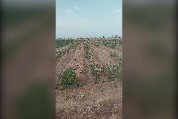 زمین برای کشت و کارخانه باغ گاوداری ۱۰۰۰ متر - تصویر 1