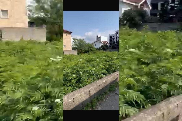 زمین در تجاری مسکونی در کلارآباد ۲۷۰ متر - تصویر 1
