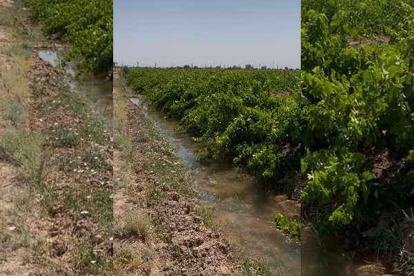 باغ انگور تاکستان روستای رادکان میدان قلعه ۱۴۵۰۰ متر - تصویر 1