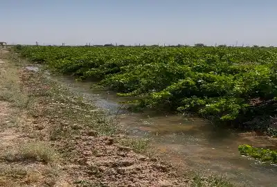 باغ انگور تاکستان روستای رادکان میدان قلعه ۱۴۵۰۰ متر