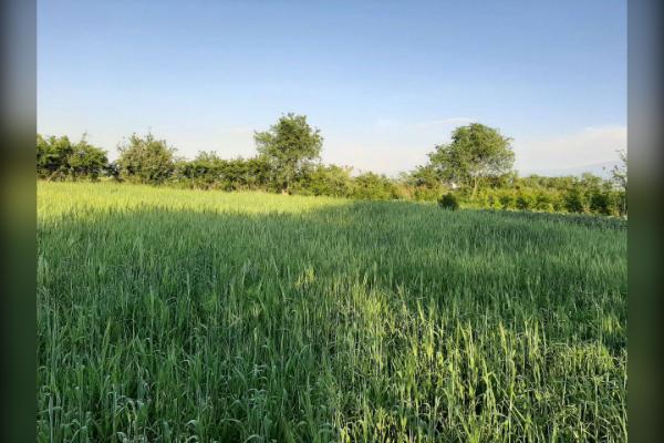 زمین فروشی روستای ورسن ۱۱۰۰ متر - تصویر 1