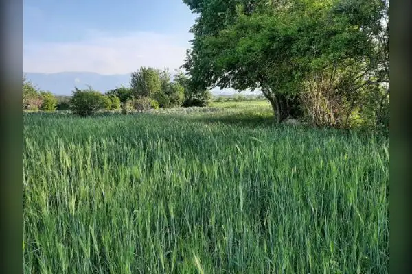 زمین فروشی روستای ورسن ۱۱۰۰ متر - تصویر 2
