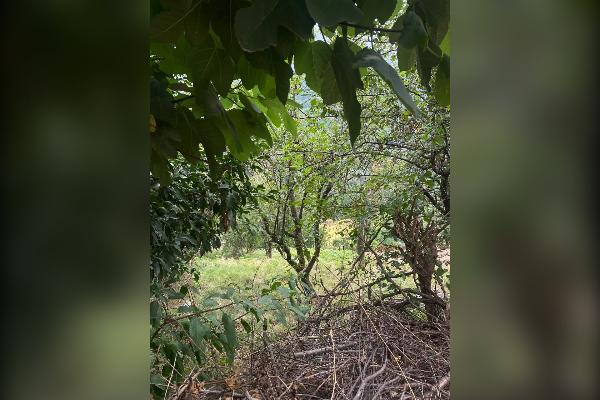 ۳۱۴ متر زمین در پهنه کلا ی ساری - تصویر 2