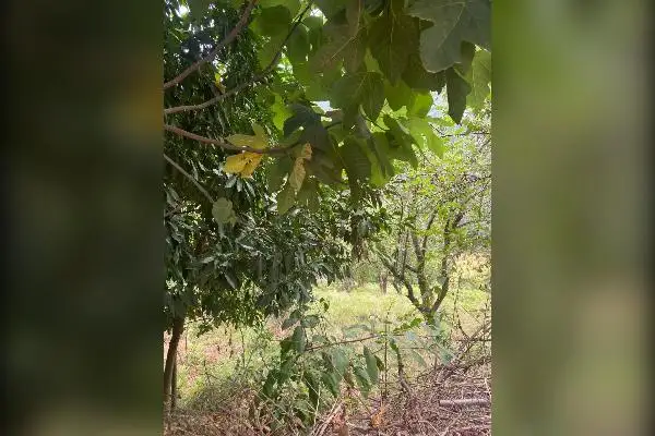 ۳۱۴ متر زمین در پهنه کلا ی ساری - تصویر 3