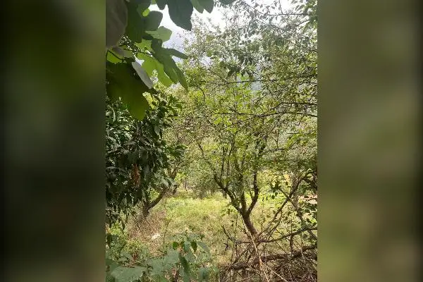 ۳۱۴ متر زمین در پهنه کلا ی ساری - تصویر 4