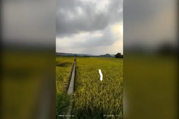 زمین آبی باشالی آماده برداشت ۱۵۲۰متر دارای چاه - تصویر 2