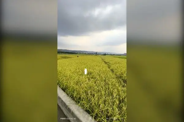 زمین آبی باشالی آماده برداشت ۱۵۲۰متر دارای چاه - تصویر 3