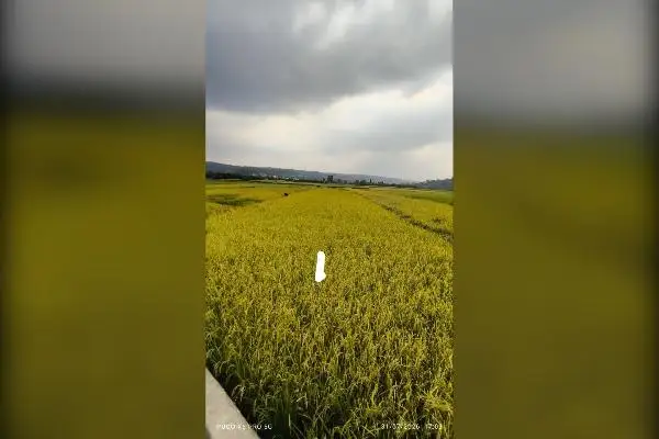 زمین آبی باشالی آماده برداشت ۱۵۲۰متر دارای چاه - تصویر 4