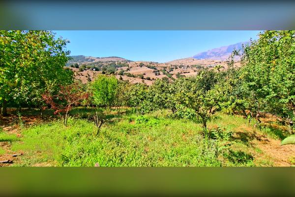 باغ میوه قیمت مناسب با آب و هوا و دسترسی عالی - تصویر 2