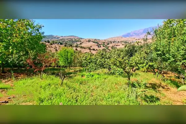 باغ میوه قیمت مناسب با آب و هوا و دسترسی عالی - تصویر 2