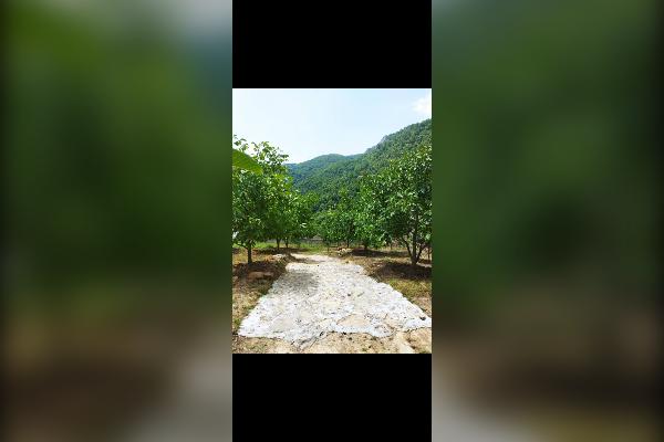 باغ با چهل تا درخت گردو ۲۰۰۰ متر الاشت روستای کارمزد - تصویر 3