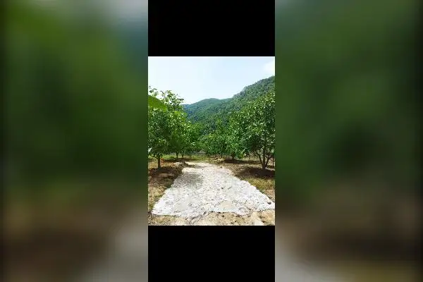 باغ با چهل تا درخت گردو ۲۰۰۰ متر الاشت روستای کارمزد - تصویر 3