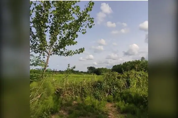 زمین باغی ۵۰۰ متر دریاسر گلسفید روستای فتیده - تصویر 1