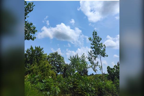 زمین باغی ۵۰۰ متر دریاسر گلسفید روستای فتیده - تصویر 2
