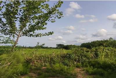 زمین باغی ۵۰۰ متر دریاسر گلسفید روستای فتیده