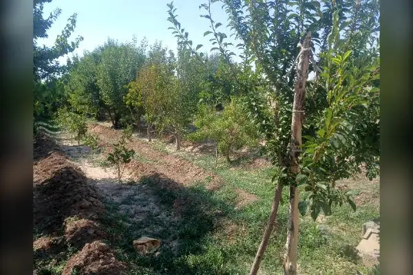 فروش باغ چند ساله با درختان پسته هلو وبادام ۱۰۰۰ متر - تصویر 1