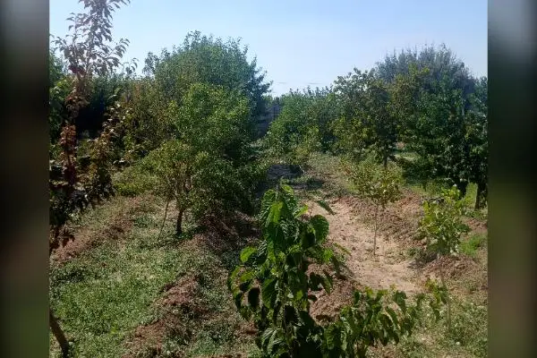 فروش باغ چند ساله با درختان پسته هلو وبادام ۱۰۰۰ متر - تصویر 2
