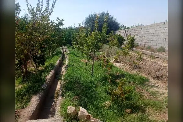 فروش باغ چند ساله با درختان پسته هلو وبادام ۱۰۰۰ متر - تصویر 3