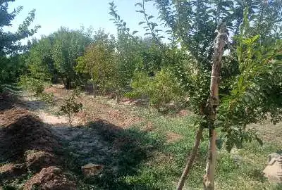 فروش باغ چند ساله با درختان پسته هلو وبادام ۱۰۰۰ متر
