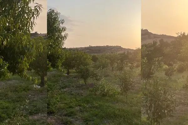 فروش ۴۳۰۰ متر باغ مرکبات در کمربندی نکا - تصویر 2